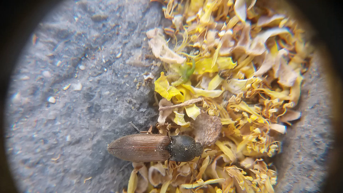 Agriotes ustulatus - mezei pattanó