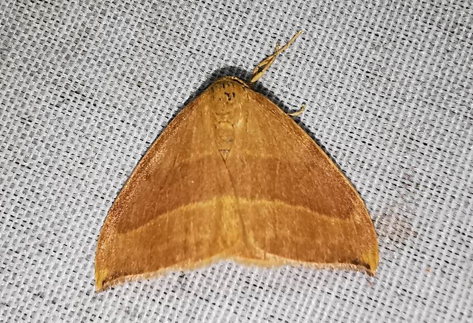 Watsonalla cultraria - bükkfa-sarlósszövő