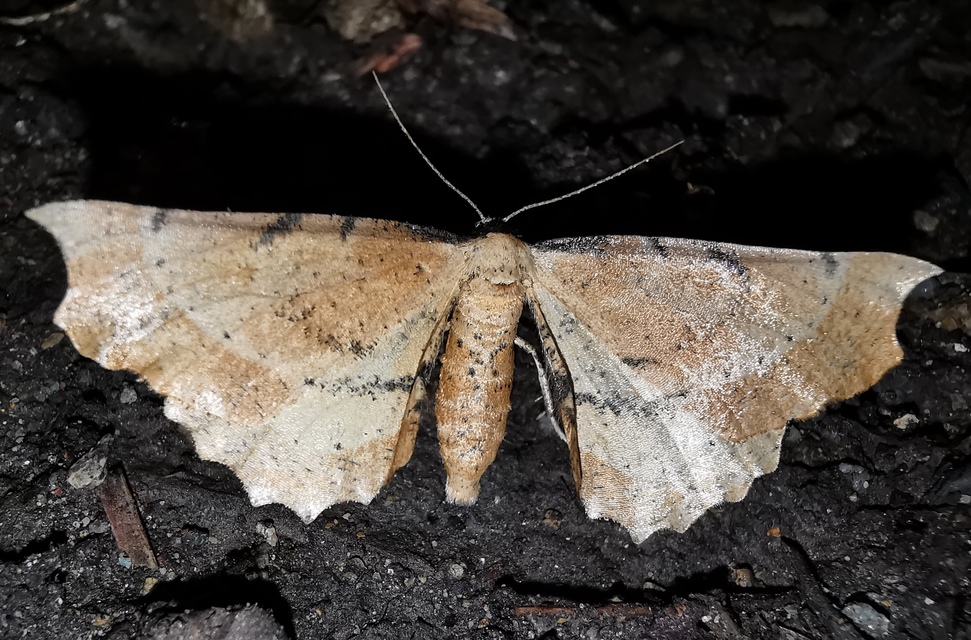 Artiora evonymaria - kecskerágó-araszoló