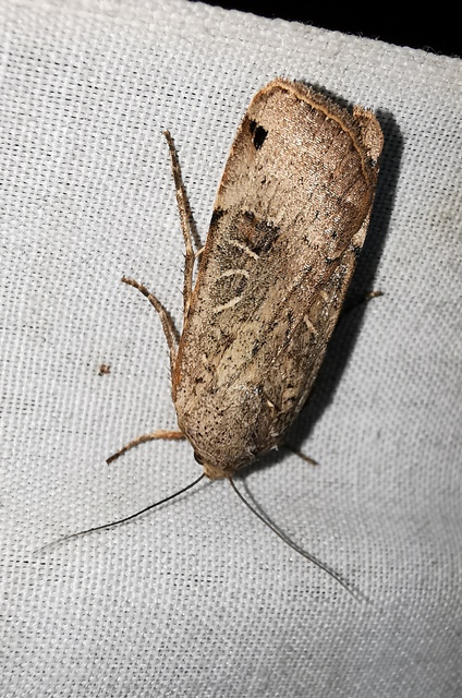 Noctua orbona - foltos sárgafűbagoly