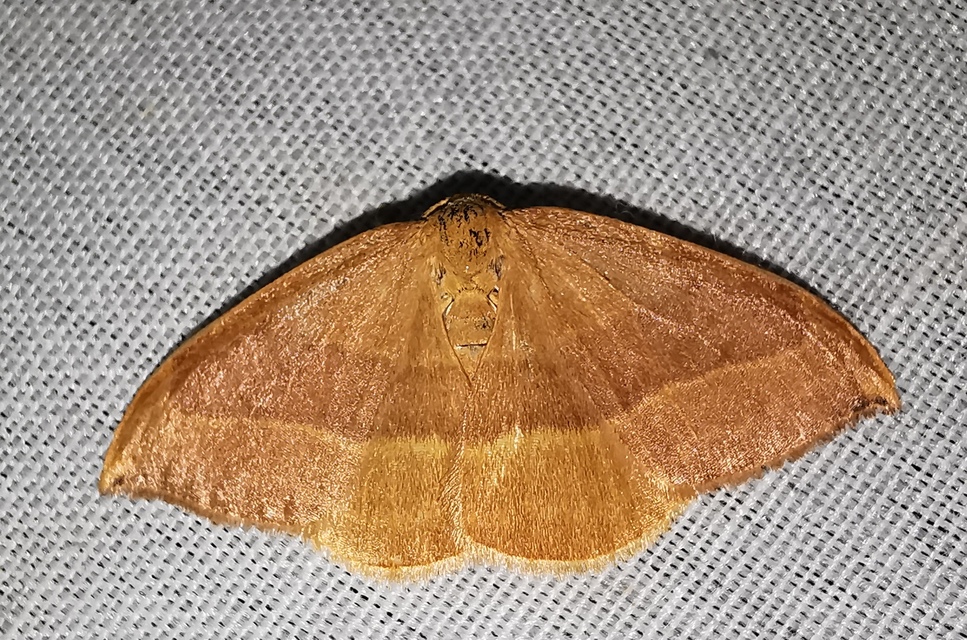 Watsonalla cultraria - bükkfa-sarlósszövő
