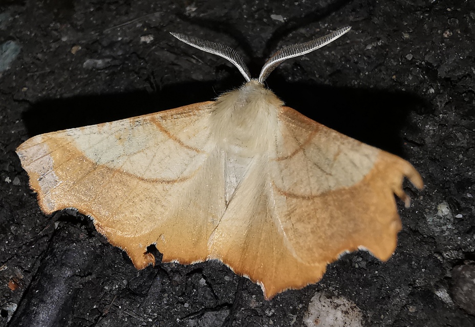 Ennomos fuscantaria - kőris-levélaraszoló