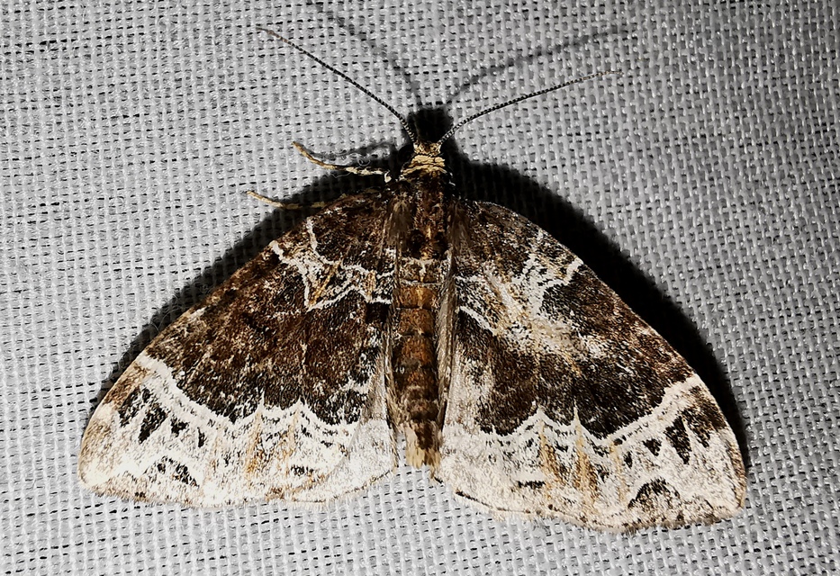 Ecliptopera silaceata - barna tarkaaraszoló