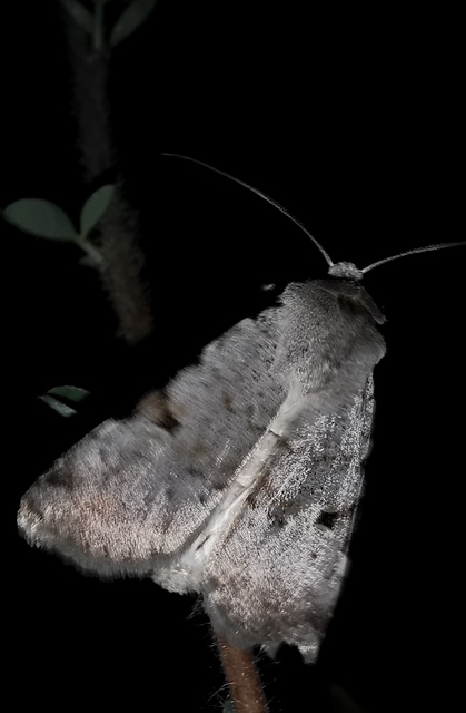 Chersotis margaritacea - gyöngyfényű földibagoly
