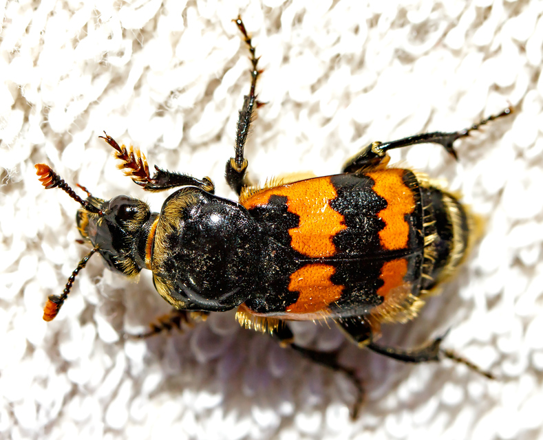 Nicrophorus vespillo - közönséges temetőbogár