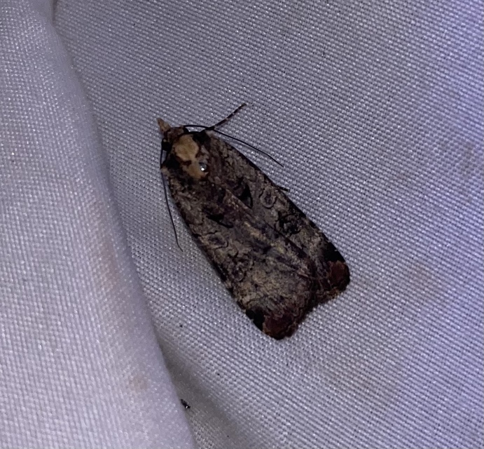 Epilecta linogrisea - karcsú sárgafűbagoly