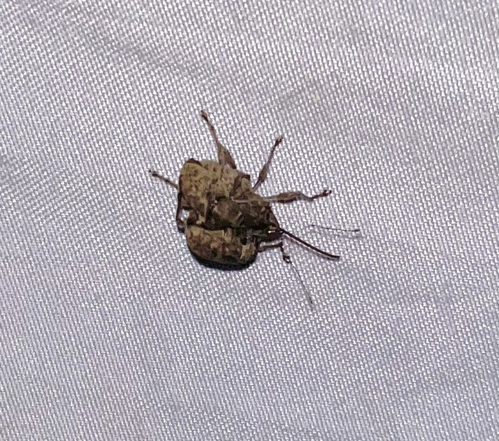 Curculio elephas - gesztenyezsuzsóka