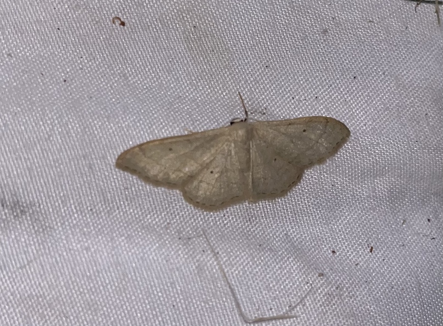 Idaea straminata - szalmasárga sávosaraszoló