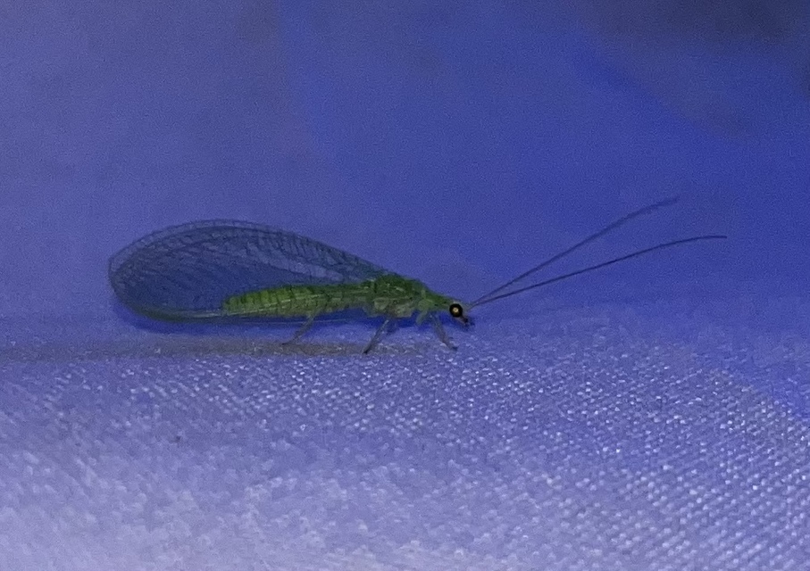 Chrysopidae - zöldfátyolkák