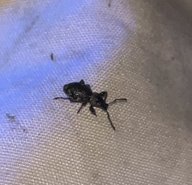 Otiorhynchus fullo - aranypikkelyes gyalogormányos