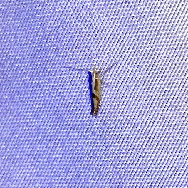 Argyresthia