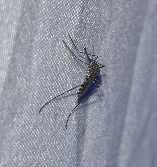Aedes japonicus/koreicus