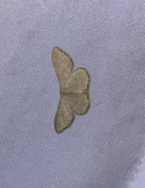 Idaea straminata - szalmasárga sávosaraszoló