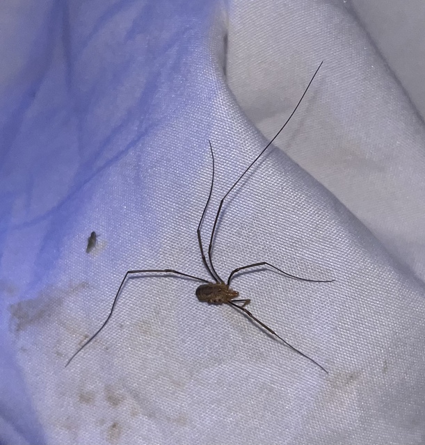 Phalangium opilio