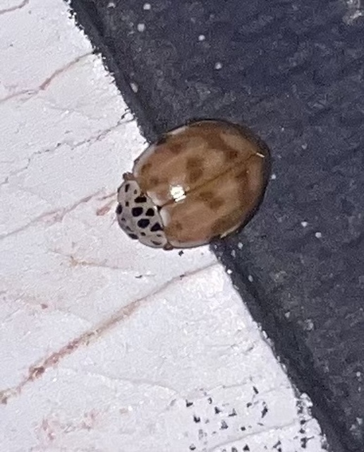 Harmonia quadripunctata - négypettyes katica