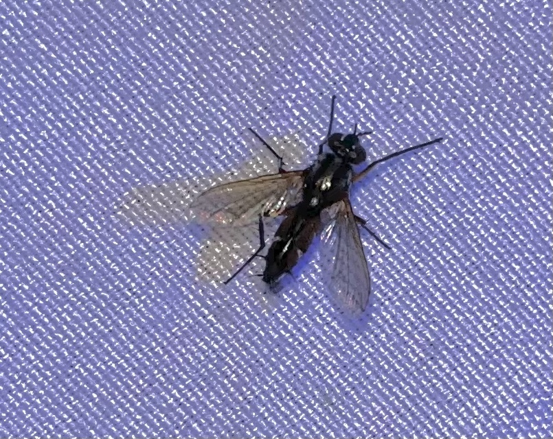 Mintho rufiventris