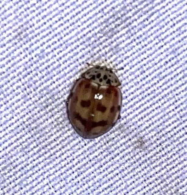 Harmonia quadripunctata - négypettyes katica