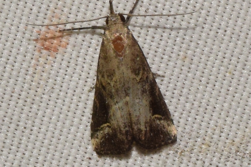 Schrankia costaestrigalis - keskenyszárnyú karcsúbagoly