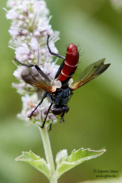 Cylindromyia bicolor