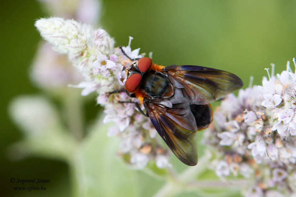 Phasia hemiptera