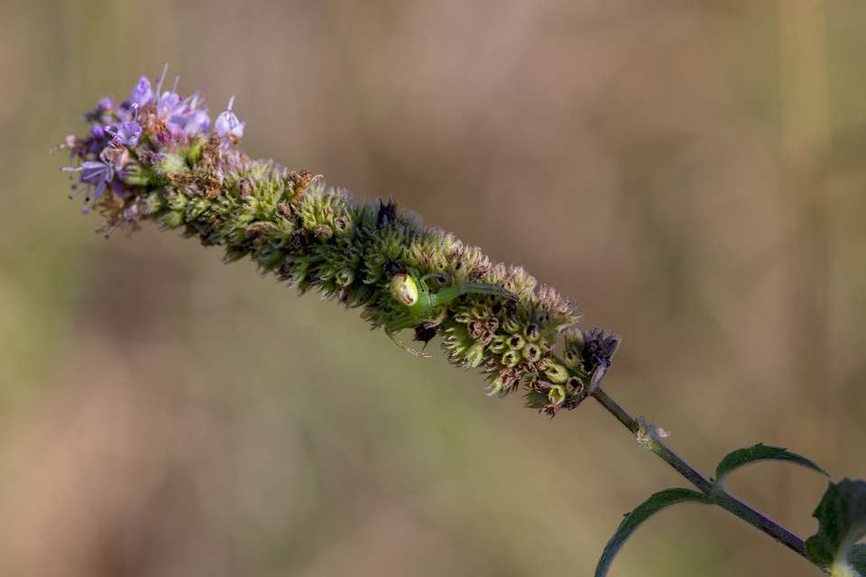 Ebrechtella tricuspidata - alakoskodó karolópók