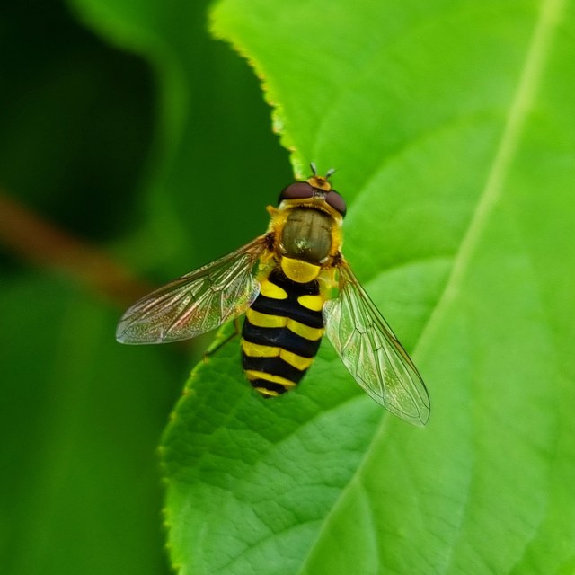 Syrphus