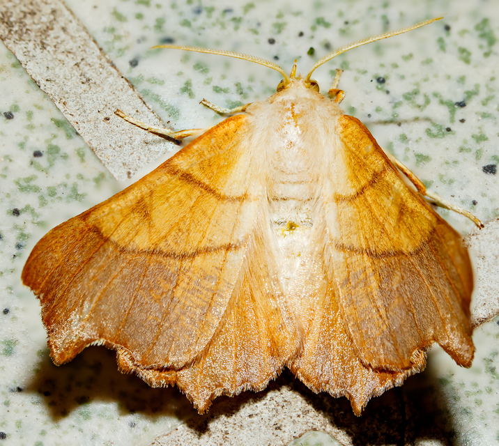 Ennomos fuscantaria - kőris-levélaraszoló