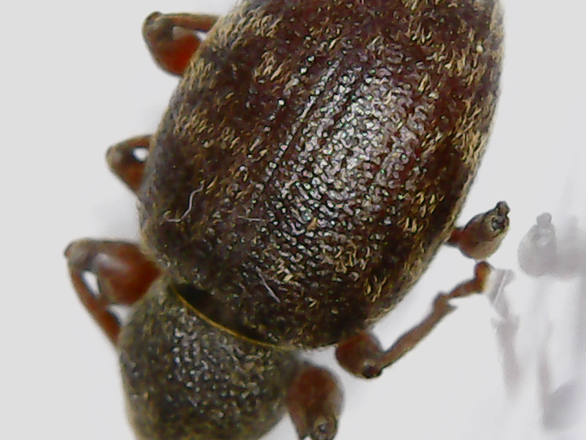 Otiorhynchus smreczynskii - zömök gyalogormányos