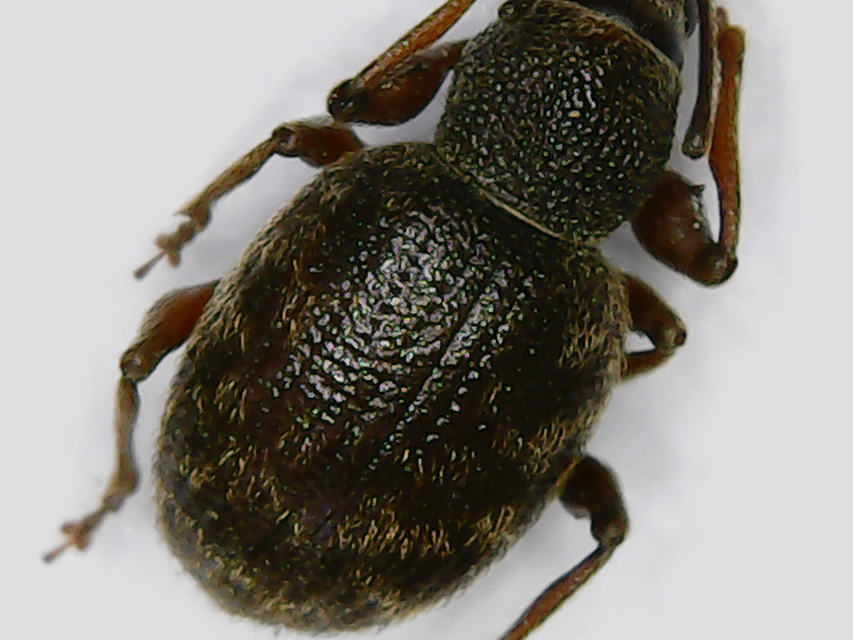 Otiorhynchus smreczynskii - zömök gyalogormányos