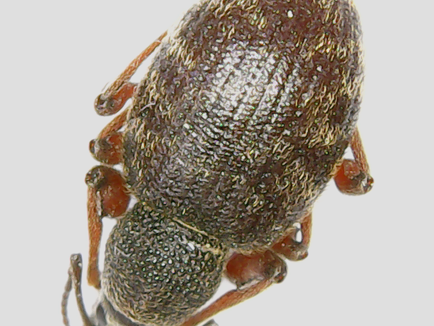 Otiorhynchus smreczynskii - zömök gyalogormányos