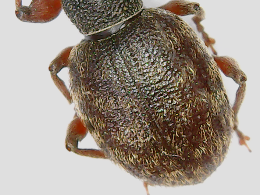 Otiorhynchus smreczynskii - zömök gyalogormányos