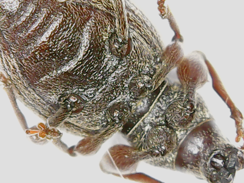 Otiorhynchus smreczynskii - zömök gyalogormányos