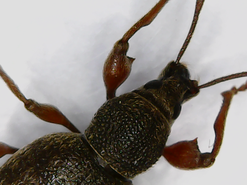 Otiorhynchus smreczynskii - zömök gyalogormányos