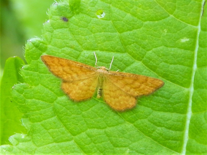 Idaea serpentata - kis sávosaraszoló