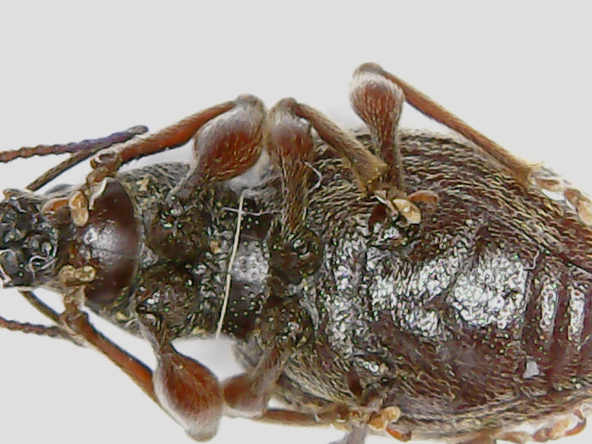 Otiorhynchus smreczynskii - zömök gyalogormányos