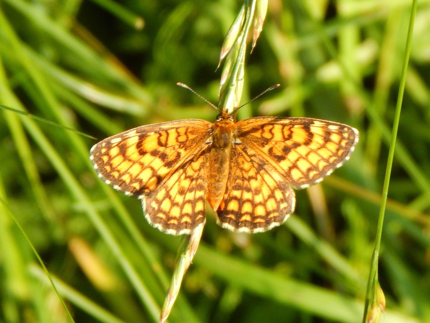 Melitaea athalia - közönséges tarkalepke