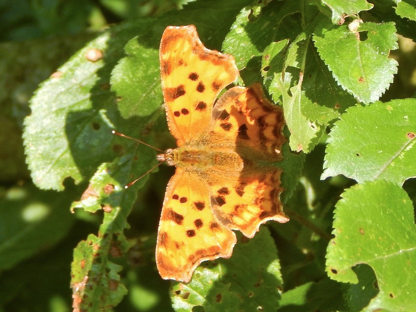 Nymphalis c-album - C-betűs lepke