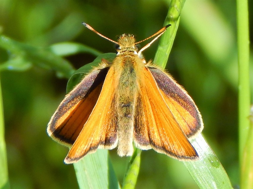 Thymelicus lineola - vonalas busalepke