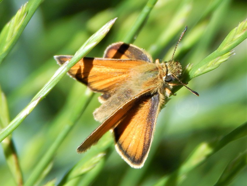Thymelicus lineola - vonalas busalepke