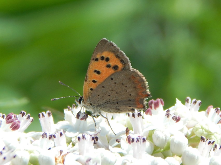 Lycaena phlaeas - közönséges tűzlepke