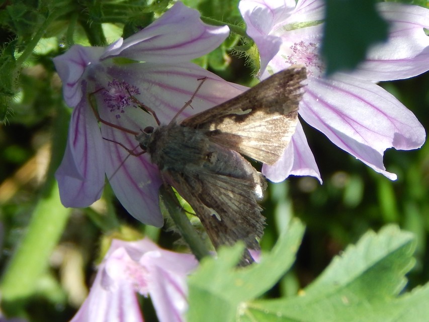 Autographa gamma - gammalepke