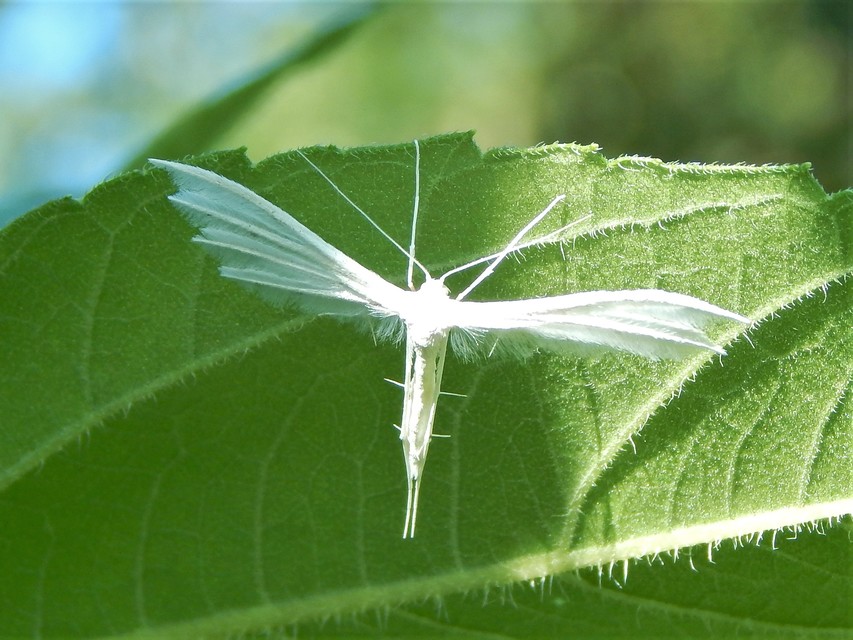 Pterophorus pentadactyla - fehér tollasmoly