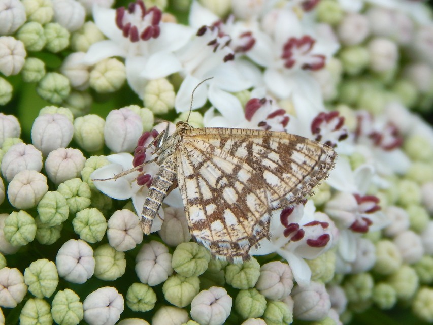 Chiasmia clathrata - rácsos rétiaraszoló