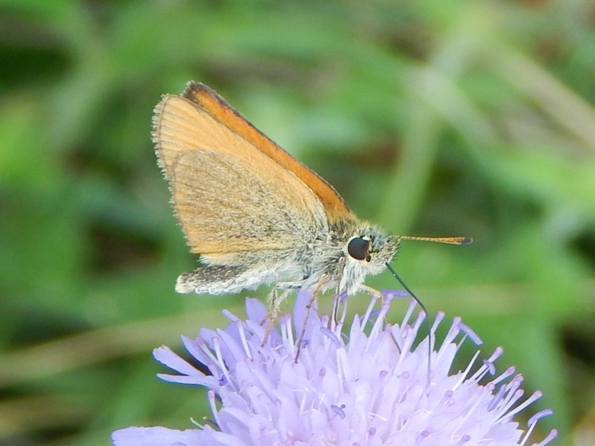 Thymelicus lineola - vonalas busalepke
