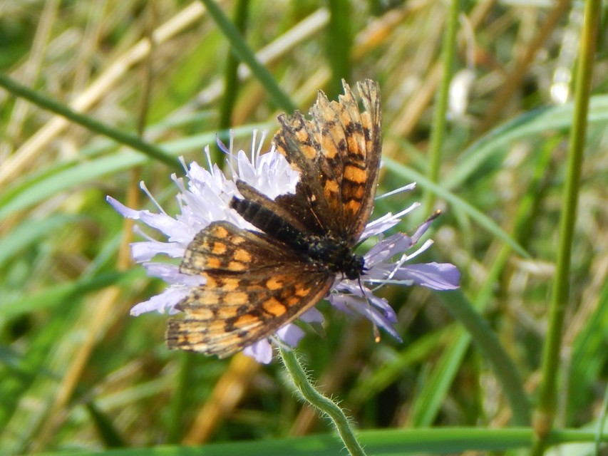 Melitaea