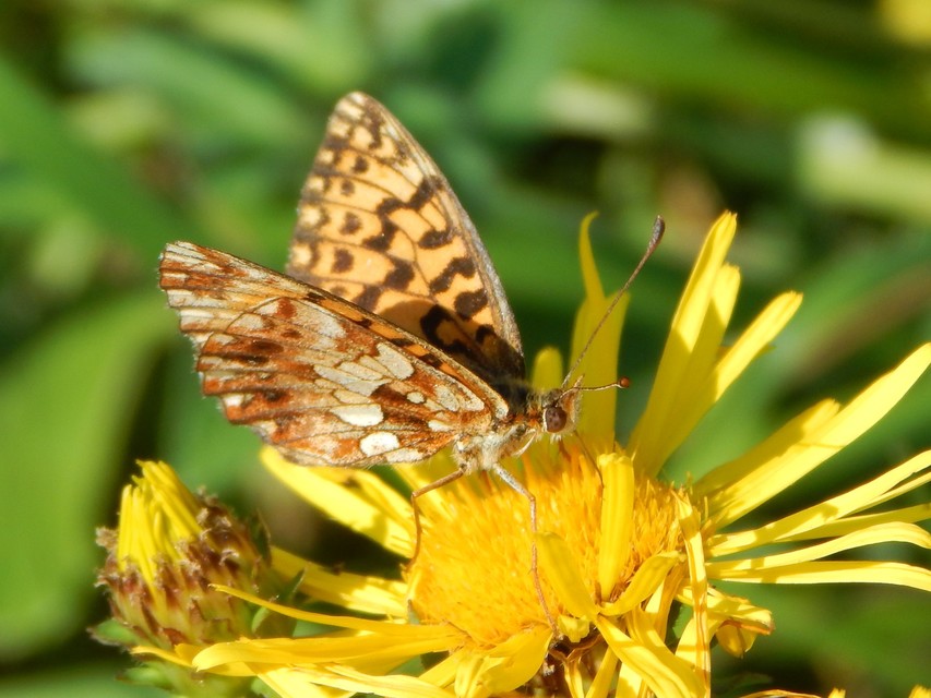 Boloria dia - kis gyöngyházlepke