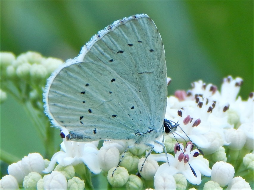 Celastrina argiolus - bengeboglárka