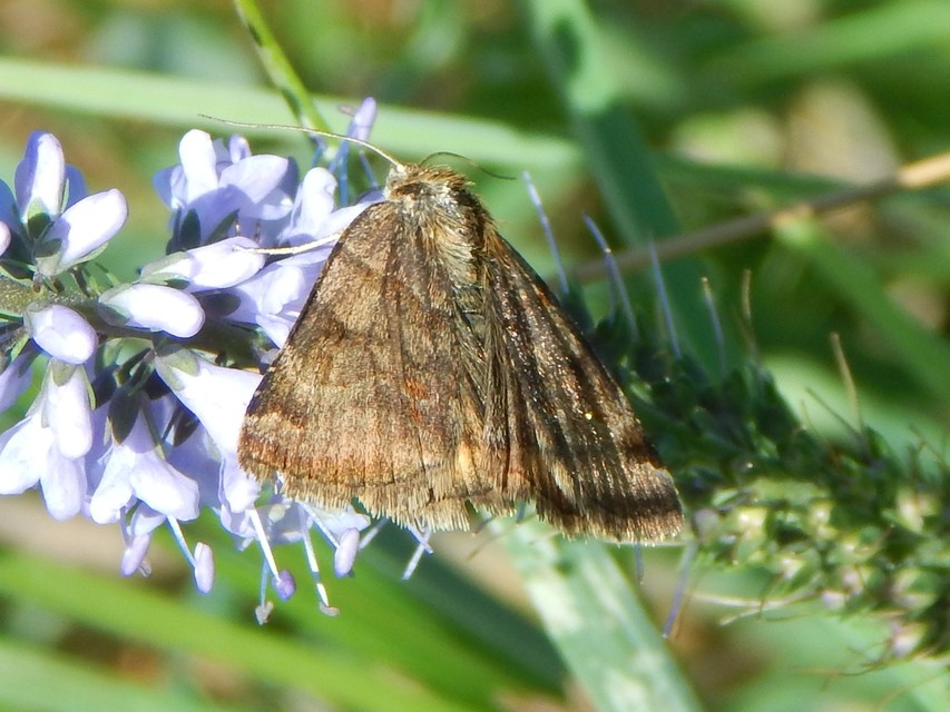 Euclidia glyphica - közönséges nappalibagoly