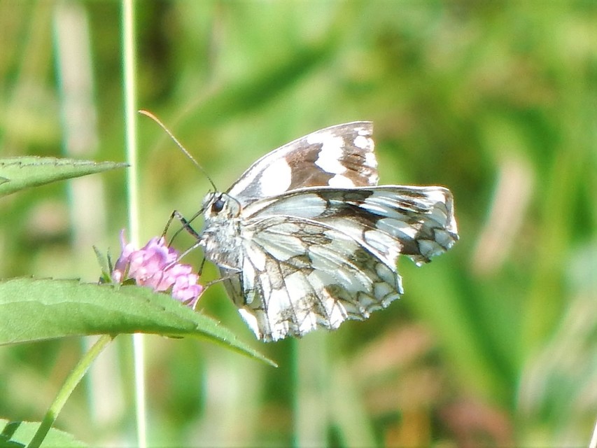 Melanargia galathea - sakktáblalepke