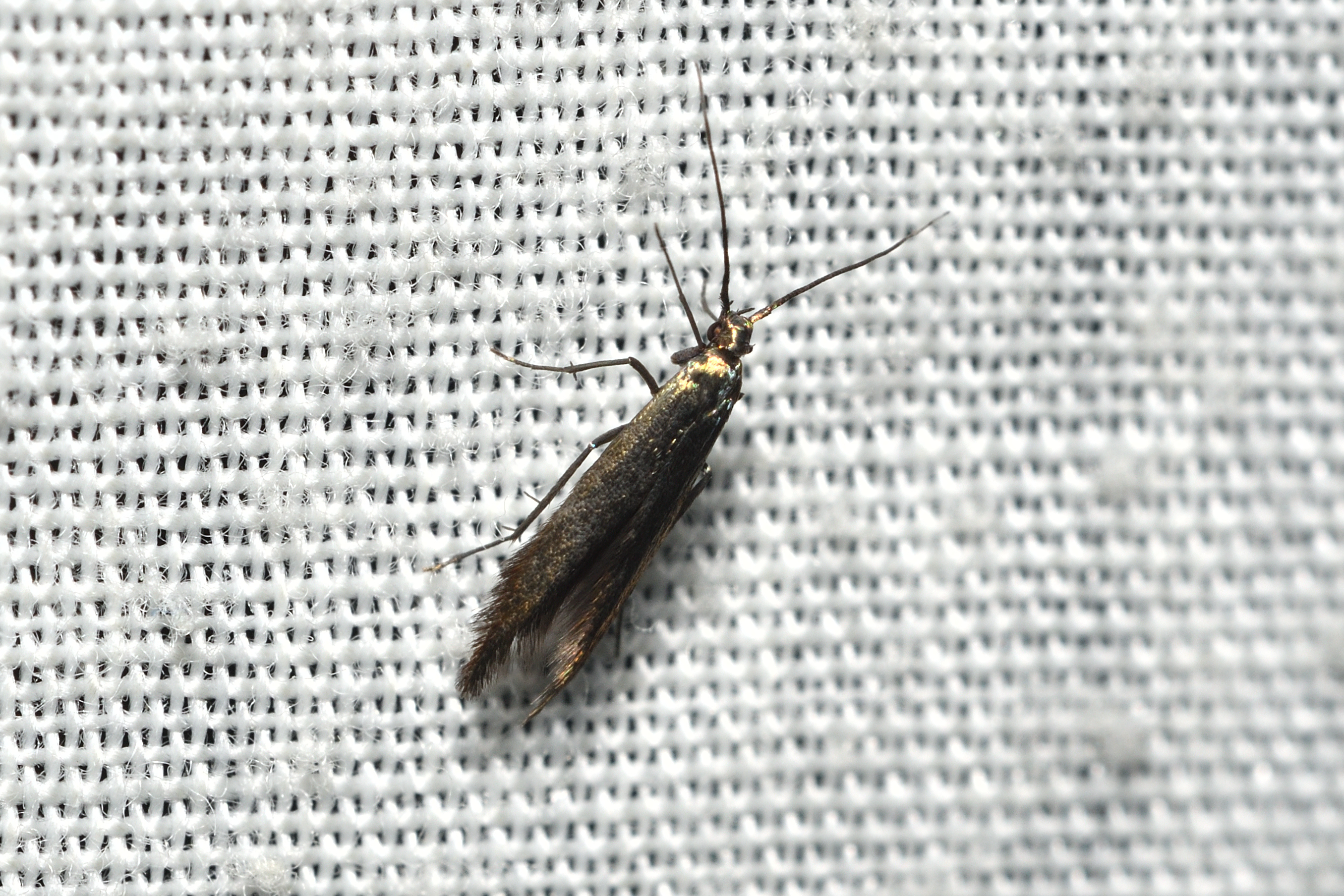 Coleophora alcyonipennella - aranyzöld zsákosmoly